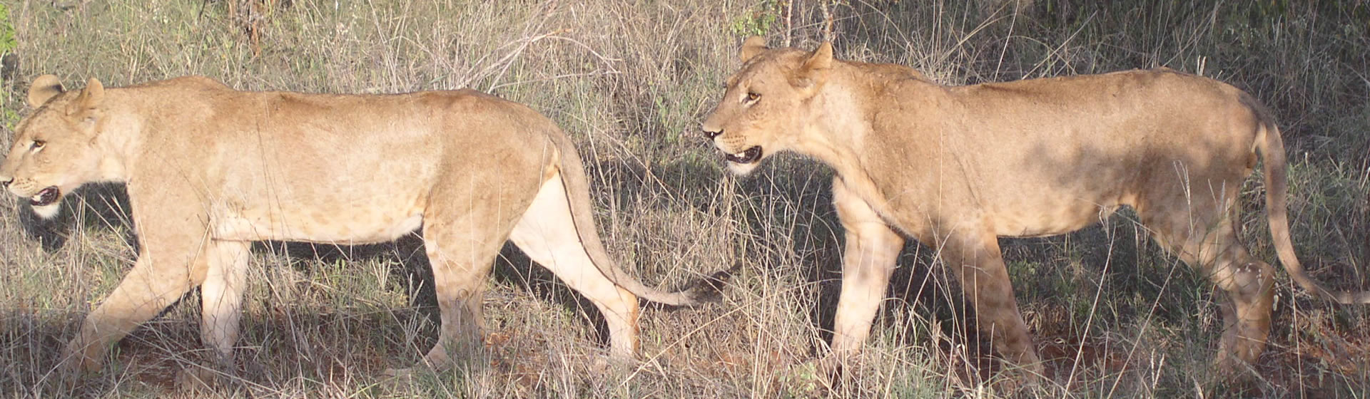 5 Days Taste Of Tsavo And Kilimanjaro