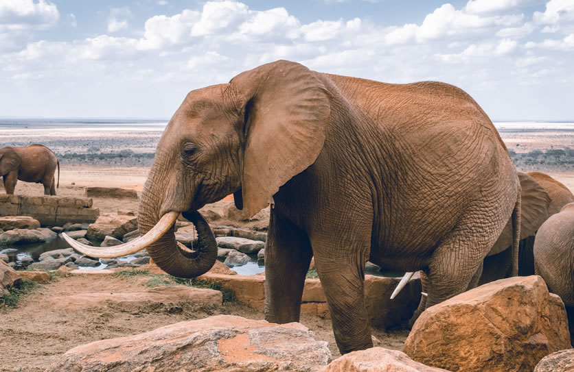 AMBOSELI NATIONAL PARK