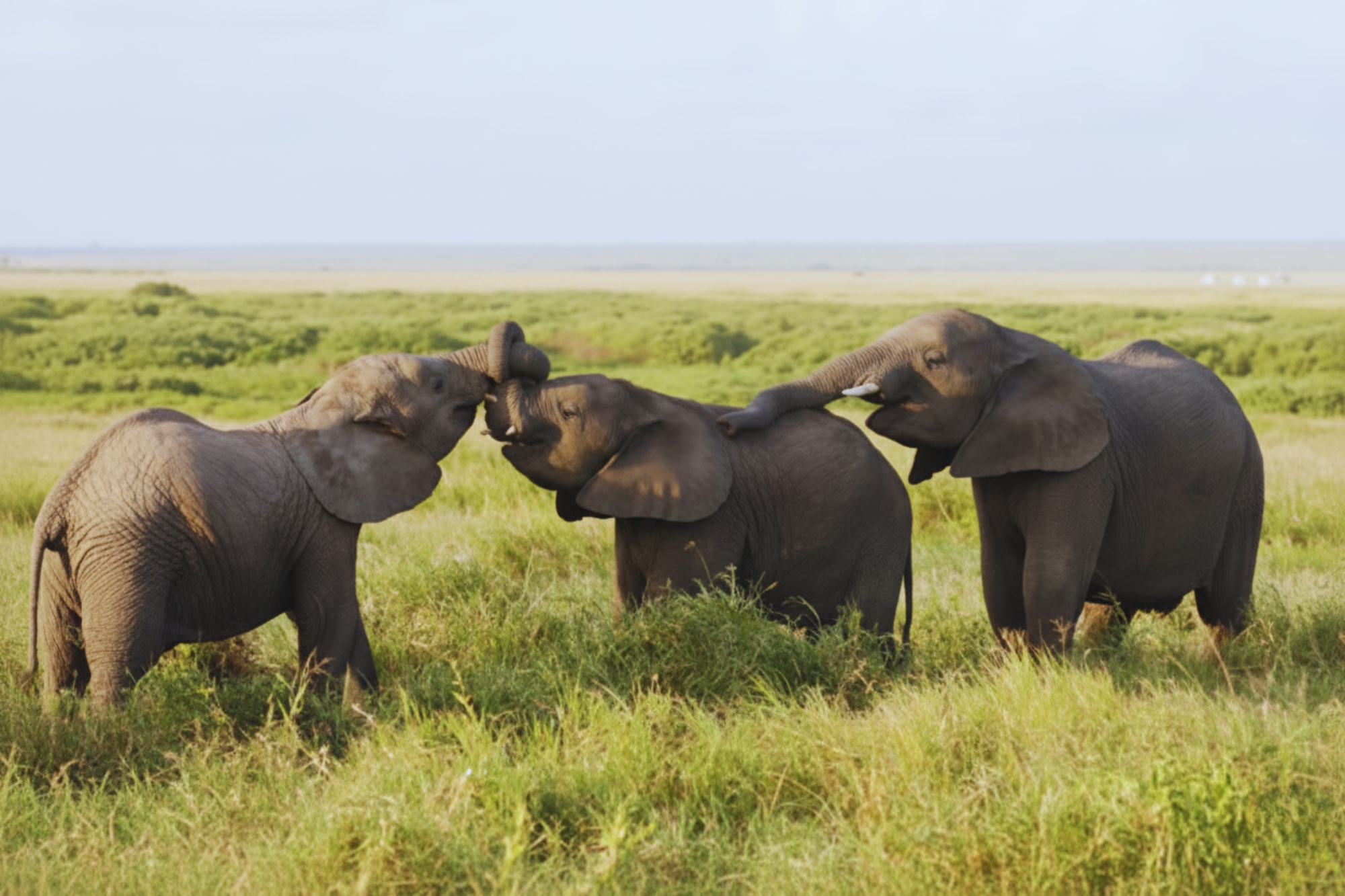 14 Days Family Safari, Samburu, Aberdares, Lake Nakuru, Maasai Mara
