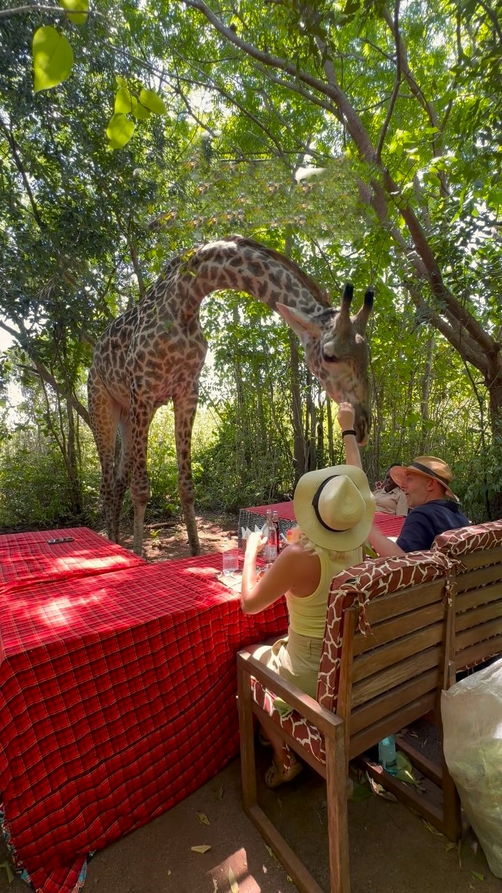 Blossom Kenya Safaris - Giraffe Feeding Excursion