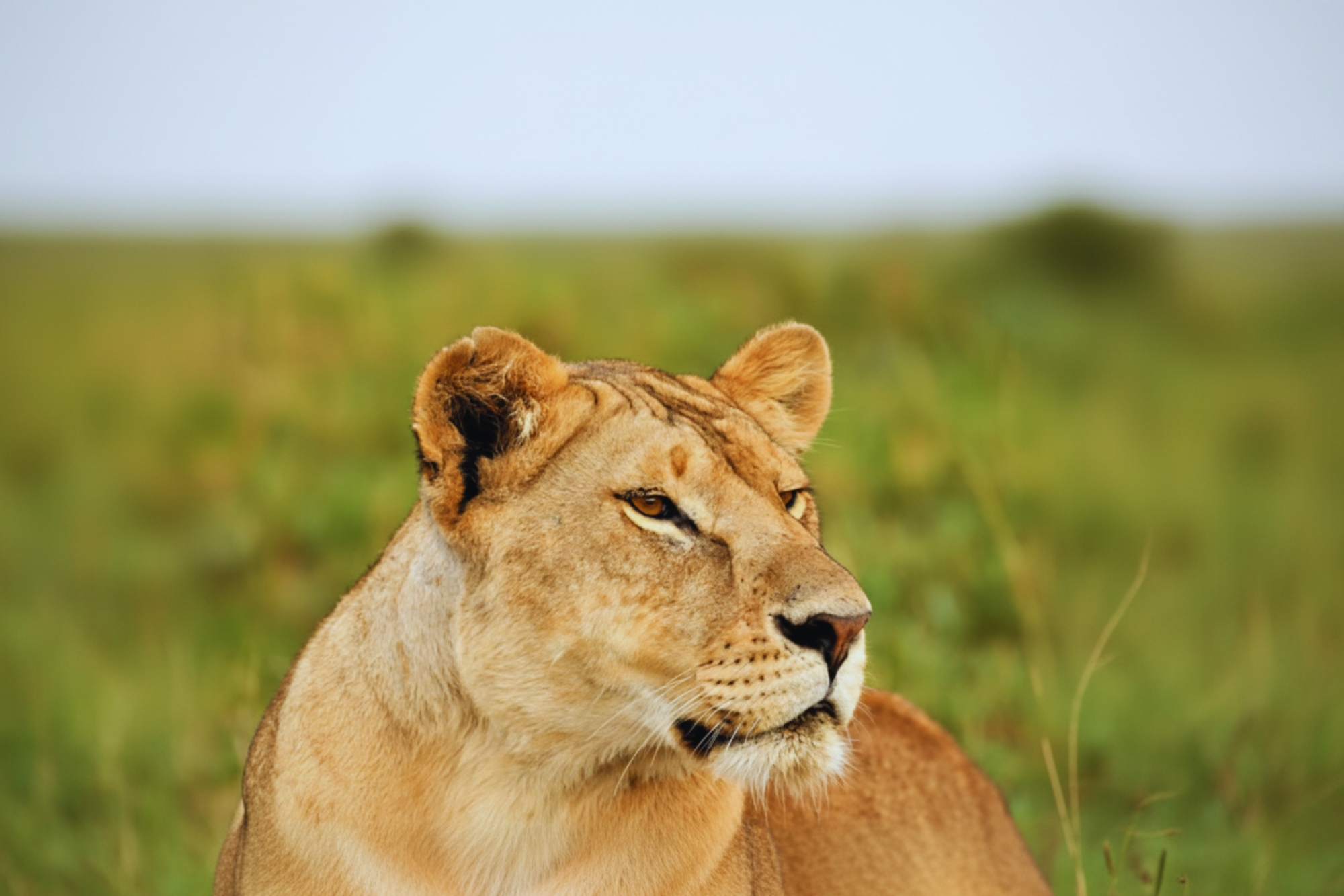 Days-Days-Masai-Mara-Lake-NakuruAmboseliTsavo-West-And-East-Safari